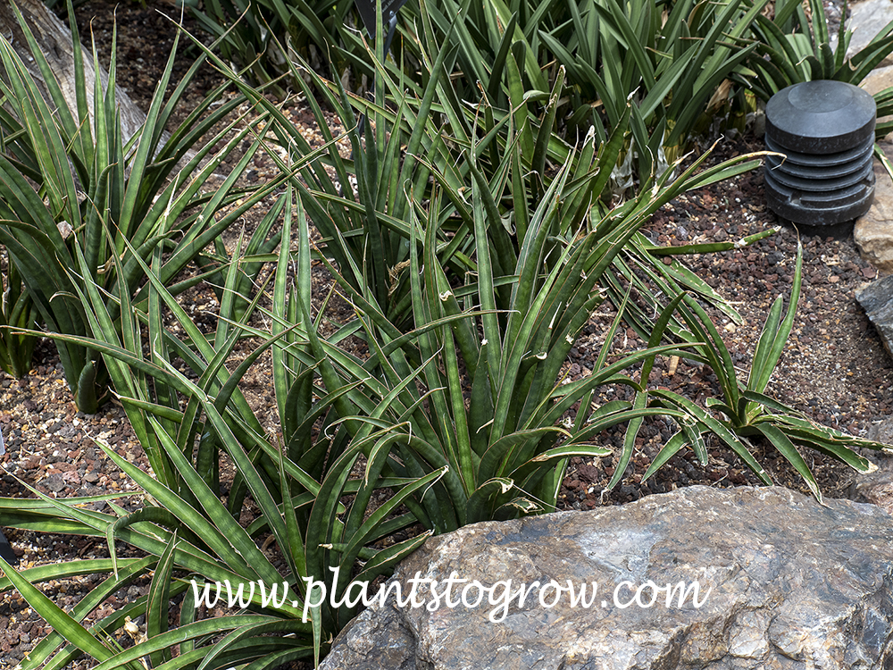 Sansevieria scabrifolia